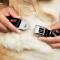 Dog Collar C6-C6 Black/Silver - C6 Logo Repeat
